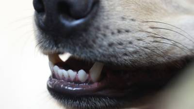 Пенсионерку загрызла стая бродячих собак в Бурятии - mur.tv - республика Бурятия