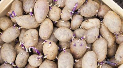 Нужно ли проращивать картофель перед посадкой и другие важные вопросы про картошку - sadogorod.club