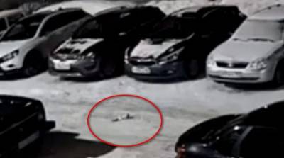 В Башкирии осудят мужчину, который зверски убил котёнка - mur.tv - республика Башкирия - Нефтекамск