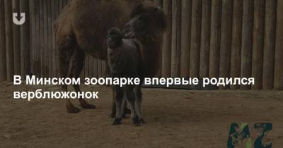 В Минском зоопарке впервые родился верблюжонок - mur.tv - Минск