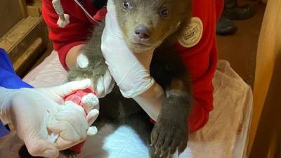 Ветеринары не смогли выходить одного из карельских медвежат, найденных в берлоге - mur.tv - республика Карелия - Тверская обл.