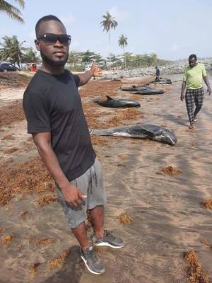 Около 60 дельфинов выбросились на берег в африканской Гане - mur.tv - Гана