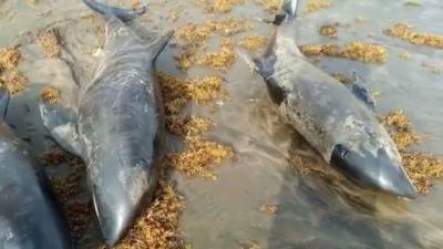 Десятки мертвых дельфинов выбросило на побережье Ганы - mur.tv - Гана