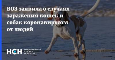 ВОЗ заявила о случаях заражения кошек и собак коронавирусом от людей - mur.tv - Россия