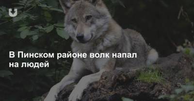 В Пинском районе волк напал на людей - mur.tv