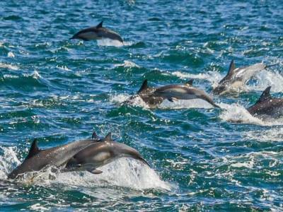 В США сняли на видео стаю из тысячи дельфинов - mur.tv - Сша - штат Калифорния