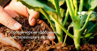 Органические удобрения — нестареющая классика - sadogorod.club