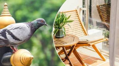 Как избавиться от голубей на открытом балконе? Самый простой способ - lifehelper.one