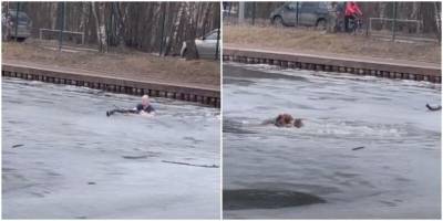 В Сокольниках спортсмены спасли собаку из пруда - mur.tv