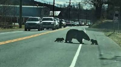 В США полиция перекрыла оживленную трассу из-за медведицы с медвежатами (видео) - mur.tv - Сша - штат Коннектикут
