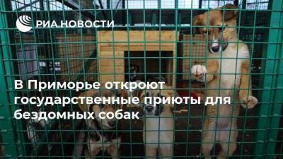 Олег Кожемяко - В Приморье откроют государственные приюты для бездомных собак - mur.tv - Владивосток - Приморье край