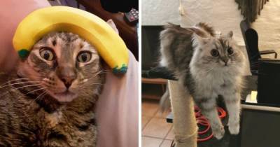 16 забавных и трогательных фотографий котов, которые внезапно осознали, что вся жизнь это тлен - mur.tv