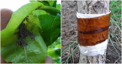 Способ, который быстро избавит вас от тли и муравьев на плодовых деревьях без химии и переплат - cpykami.ru