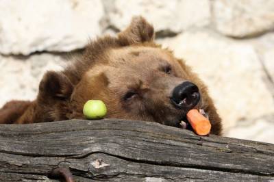 Медведи вышли из спячки в Московском зоопарке - mur.tv