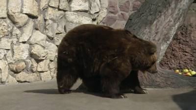 Вести-Москва. Проснувшиеся медведи впервые показались посетителям Московского зоопарка - mur.tv - Москва