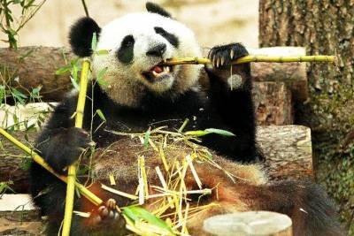 Московский зоопарк рассказал об удивительных чертах панды Диндин - mur.tv