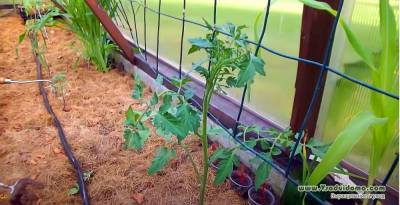Датский способ выращивания томатов – и мои отзывы о нем - sadogorod.club
