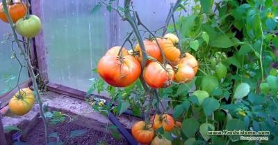 Сорта томатов Загадка природы и Французский гроздевой – фото и мои отзывы - sadogorod.club
