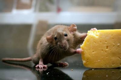 Любят ли крысы сыр? - mur.tv