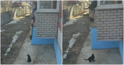 Хозяин нашел забавный способ, как быстро забирать кошек с улицы, не выходя из дома - mur.tv
