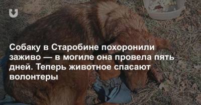 Собаку в Старобине похоронили заживо в могиле она провела пять дней. Теперь животное спасают волонтеры - mur.tv