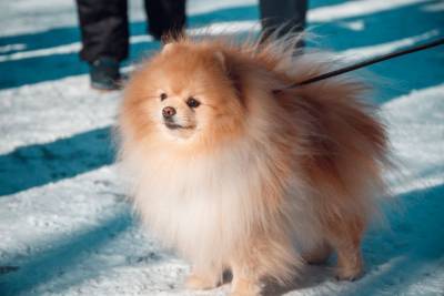 Заплатившая 15 тысяч рублей биробиджанка стала владельцем снимка с собакой - mur.tv - Биробиджан