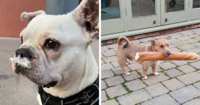 18 забавных случаев, когда собаки демонстрировали окружающим, что они тоже не против покуролесить - mur.tv