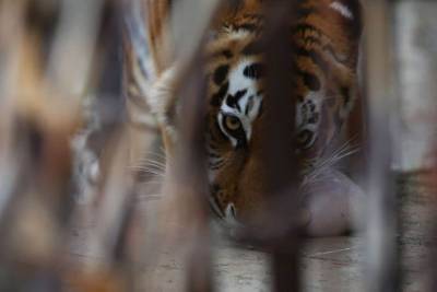 Екатеринбургский зоопарк попросил 70,5 млн на ремонт клеток, в которых тесно животным - mur.tv