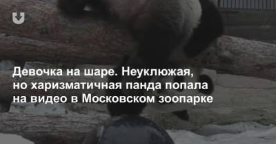 Девочка на шаре. Неуклюжая, но харизматичная панда попала на видео в Московском зоопарке - mur.tv