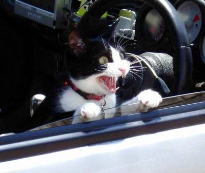Жители Подольска спасли кота, запертого в автомобиле - mur.tv - Подольск