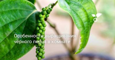 Особенности выращивания чёрного перца в комнате - sadogorod.club