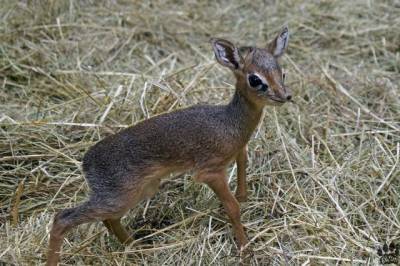 В Новосибирском зоопарке родились детёныши антилопы дикдик - mur.tv - Новосибирск