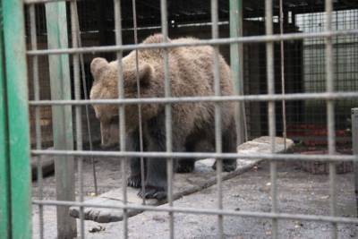 Домашних медведей мытищинского стрелка определили в тульский зоопарк - mur.tv - Сочи - Екатеринбург