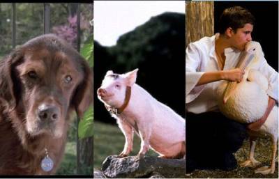 9 милейших фильмов про животных, которые стоит посмотреть всей семьей - mur.tv