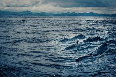 Массовую гибель дельфинов зафиксировали у берегов Ганы - mur.tv - Гана