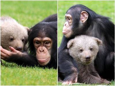 Шимпанзе и мишка из зоопарка стали лучшими друзьями - mur.tv