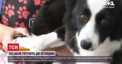 Эксперимент: как столичная ветклиника отправляет бездомных собак на спа-процедуры - mur.tv - Киев