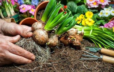 5 способов оживить луковицы цветов после зимы при неправильном хранении - lifehelper.one