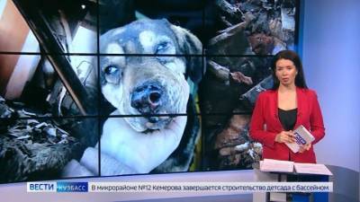 В Кемерове в приюте для бездомных собак произошел пожар - mur.tv - Россия
