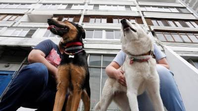 Каждой твари по паре: пандемия помогла заводчикам элитных пород собак - mur.tv - Санкт-Петербург