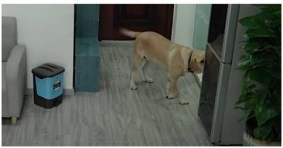 Хитрый пёс украл мороженое, съел его и спрятал улики - porosenka.net