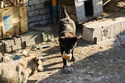 Прокуратура Читинского района начала проверку по сообщениям о бездомных собаках в Домне - mur.tv - Чита