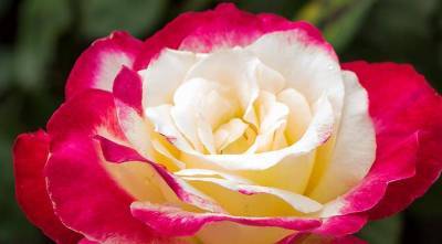 12 лучших двухцветных сортов роз для вашего сада - sadogorod.club - Сша - Chicago