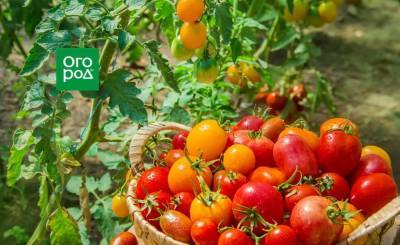 Как увеличить урожай томатов в открытом грунте вдвое - sadogorod.club
