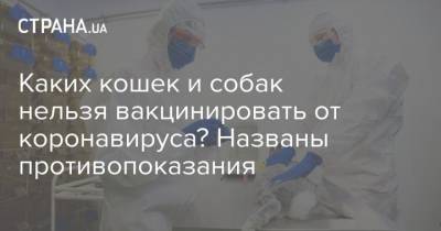 Каких кошек и собак нельзя вакцинировать от коронавируса? Названы противопоказания - mur.tv - Россия