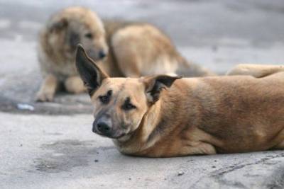 Отлов бездомных собак в Домне не проводят из-за отсутствия средств администрация села - mur.tv - Чита