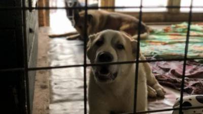 Несколько собак погибли при взрыве газа в кемеровском приюте - mur.tv - Кемеровская обл.