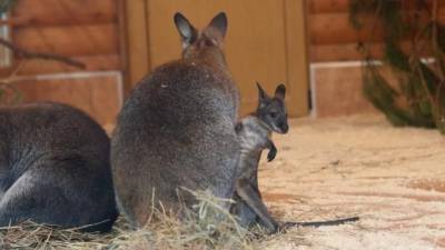 В Ленинградском зоопарке сразу у двух кенгуру выглянули из сумки детёныши - mur.tv