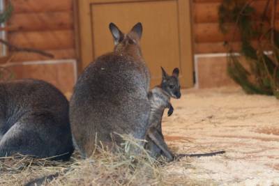 Ленинградский зоопарк показал новорожденных детенышей кенгуру - mur.tv