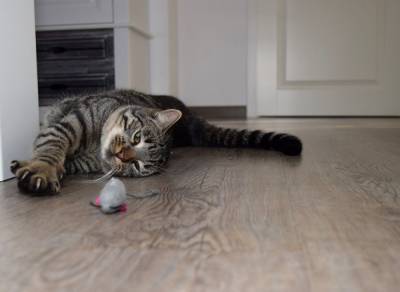 Чем развлечь домашнюю кошку? 11 доступных советов - mur.tv